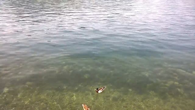 Косяки больших рыб смотреть онлайн