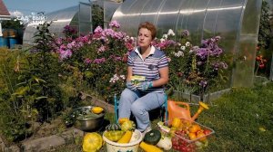 Совка - нежданный вредитель на огороде или  почему помидоры червивые