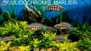 #Aquarium. Юлидохромис Марлиери.  Jlidochromis Marlieri.