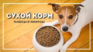 Стоить ли кормить собаку сухим кормом? | Плюсы и минусы сухого корма