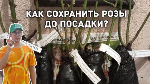 Как сохранить розы до посадки?