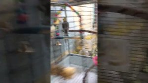 Попугаи карелы
