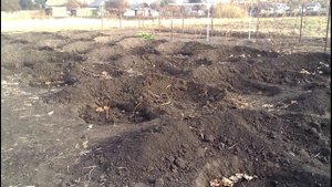 Посадка винограда, планирование виноградника