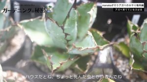 【アガベの梅雨時期の水やり】今回はみずやりをしながら説明！！