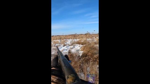 Охота на фазана с мр-155.