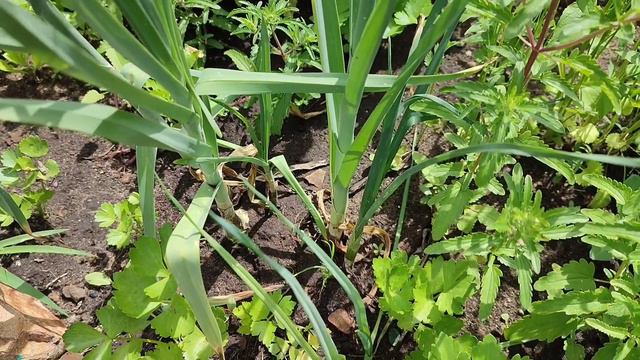 Запах Украины. Классная дача. Костанай. смотреть онлайн