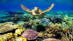 The Great Barrier Reef is the eighth wonder of the world. Australia.