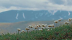 Заповедник "Хакасский". 25 лет сохраняем природу и историю.