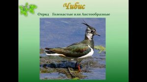 разнообразие птиц