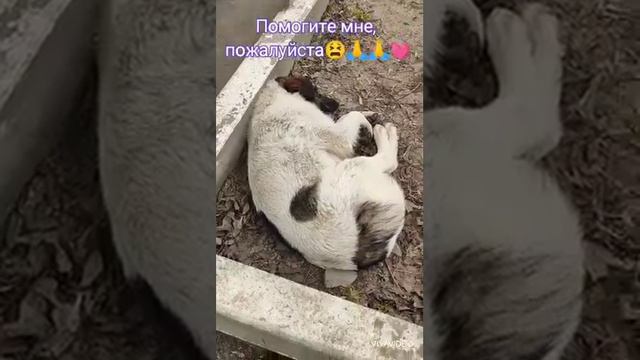 Малыша надо спасать! Он срочно ищет дом!|Бездомные собаки Каширы|Помощь бездомным животным| смотреть онлайн