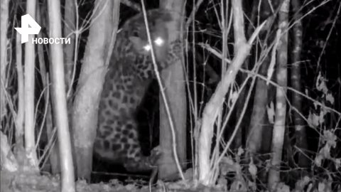 Виртуоз охоты: приморский нацпарк показал "летающего" леопарда"