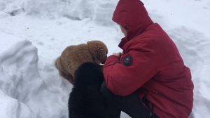 Как щенки банхара чувствуют себя зимой на улице