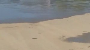 Цыганята купаются в луже