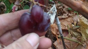 Г.Ф. винограду Розовий  замок ( Калугина).