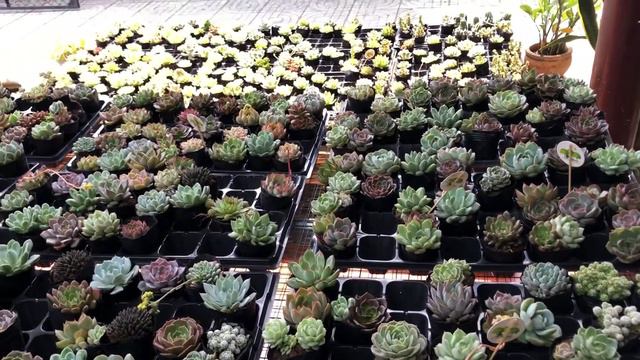 Shop sen đá siêu dễ thương tại Dĩ An - Bình Dương смотреть онлайн