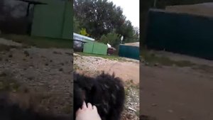 Пончик  !!! Самая злая собака на цепи !!!???