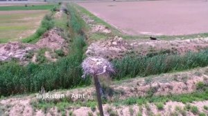 Аисты в Таджикистане.Где живут Аисты?