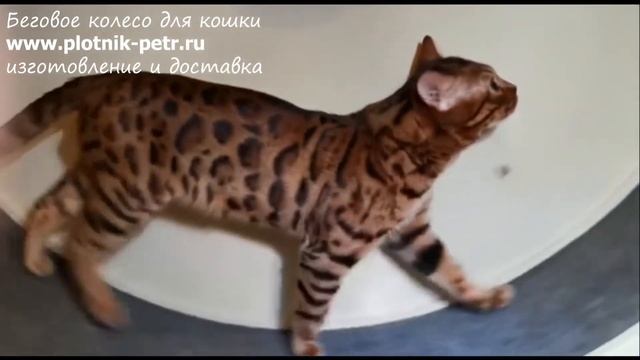 Беговое колесо для кошек, бенгальский кот смотреть онлайн