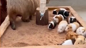 Капибара пытается внедриться в стаю морских свинок
И, кажется, у неё это получилось с первого раза