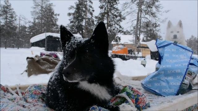 Утром падал снег...