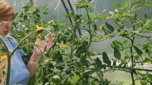 Пора вершковать помидоры 30