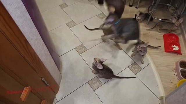 Ориенталы, котята.