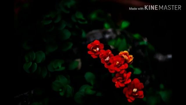 Nikon d90 shots смотреть онлайн