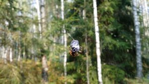 Жук Навозник попал в паутину к большому пауку