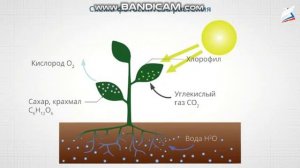 Окружающий мир 3 класс. Солнце, растения и мы с вами