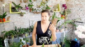 🇨🇵Nouvelles techniques pour orchidées😃#orquídeas#orchidées#technique#raizes#racines#vidéo#fleurs