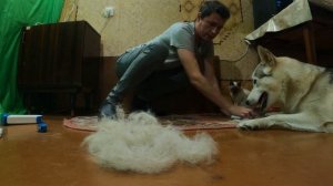 КАК и ЧЕМ убрать ШЕРСТЬ животных (собаки или кота) с одежды ковра | кровати | дивана |