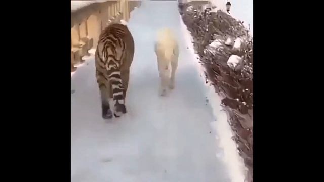 Кошка и собака смотреть онлайн