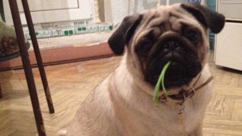 Дружелюбные мопсики#Мопсы