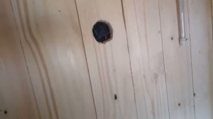 Несушки молодки,Браун ник  !