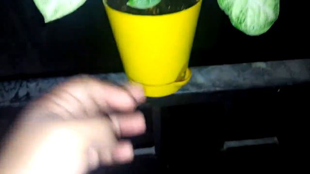 All about Syngonium Plant/Arrowhead Plant|Care & Benefits|Indoor Plant from Ugaoo 4r Beginners|Ep-1