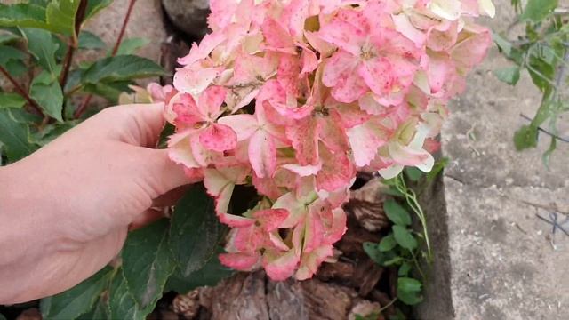 Гортензия фрайз мельба в моем саду / Hydrangea fraise Melba