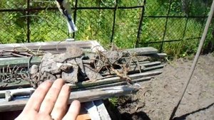 Как приучить к себе птицу