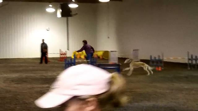 Saluki MeMe Open Jumpers run @ Weim Trial 1 2013 смотреть онлайн