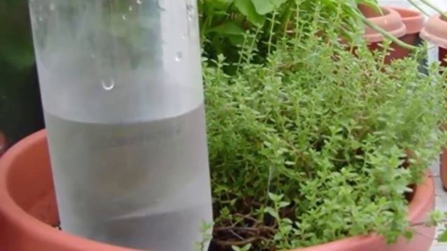 Полив комнатных растений во время отпуска или командировки!