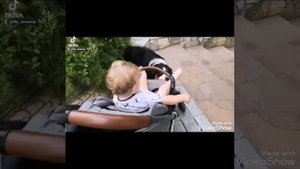 Собака аусси катает коляску с ребёнком. Аусси Алиса снежная собака.