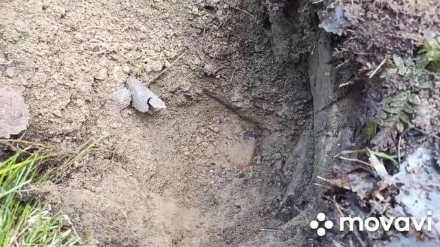 Копаем в Ленинградской области.