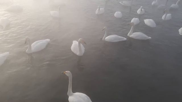 Лебединый заказник. Алтайский край смотреть онлайн
