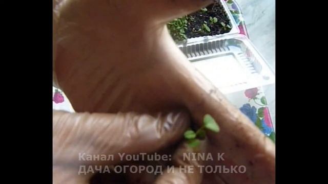 РАССАДА КЛУБНИКИ. Выращивание клубники из семян, пикировка рассады. Размножение земляники