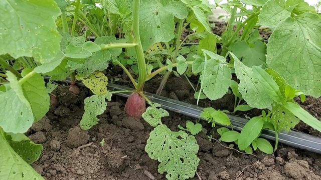 Семена редиса Французский завтрак | Редиска выращивание из пачки семян |  От семян редиса до урожая