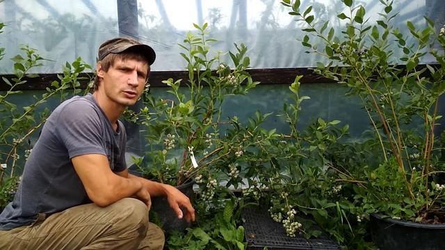 Голубика садовая высокорослая. Обзор сортов ПАТРИОТ,ЧАНДЛЕР,БЛЮКРОП,БЛЮГОЛД.