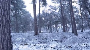 ЗИМНИЙ СКАЗОЧНЫЙ ЛЕС. Волшебные узоры Деда Мороза в снежном лесу. Релакс . Winter 2021