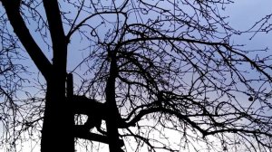 Периодичность плодоношения. Устранение периодичности.Periodicity of fruiting.