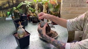 Пересадка адениумов и обрезка корней.