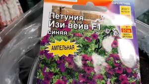 Мини астра МОНПАНСЬЕ , петуния ИЗИ ВЕЙВ , СОН ТРАВА ,посев от 04.03.2021г.