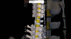 Связки и суставы позвонков/соединения позвонков